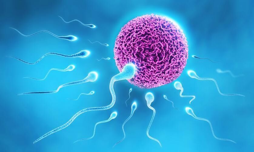 sperm in the composition of lubricant in men