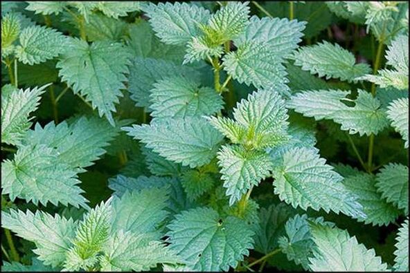 Nettle is a popular remedy that improves male sexual function