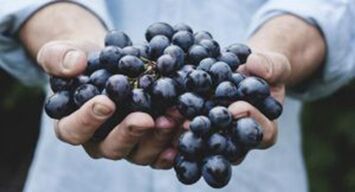 Grapes help to strengthen erection